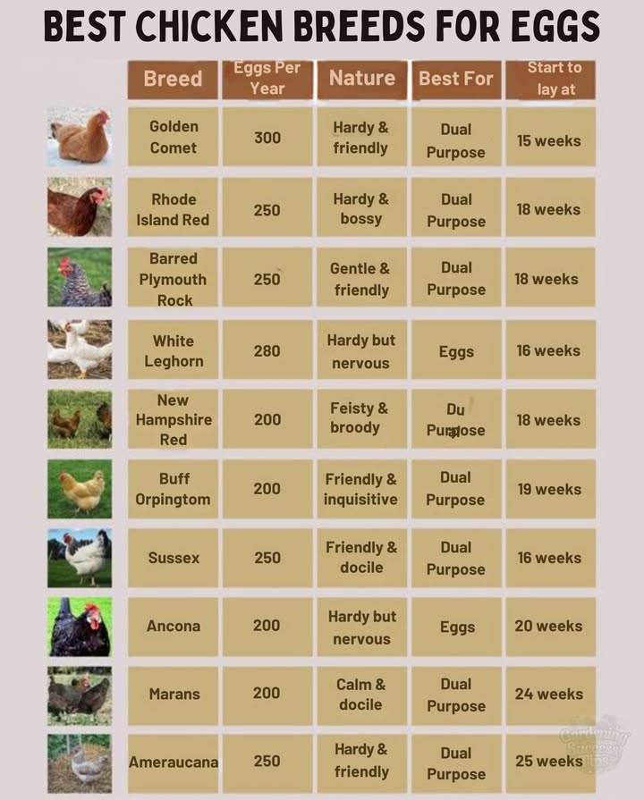 Best chicken breeds for egg-laying 
These chicken breeds are known for reliable laying and friendly temperaments:

Golden Comet  Up to 300 eggs/year, starts laying as early as 15 weeks
Rhode Island Red  Hardy and assertive, great for both eggs and meat
White Leghorn  Lays around 280 eggs/year, active and alert
Buff Orpington  Calm, inquisitive, and good with families

Ideal for backyard setups in the US, UK, or Australiaespecially in mild to warm climates. Early layers like Comets and Leghorns are especially helpful for first-time keepers.
