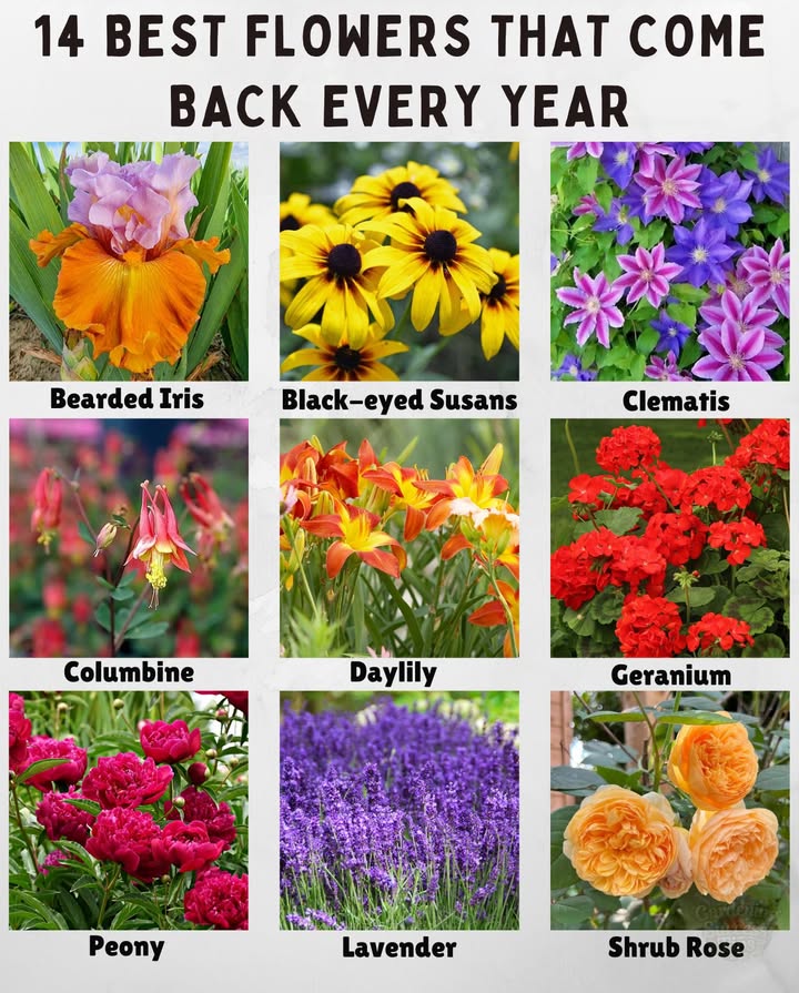 Plant once, enjoy forever!  Discover the 14 best perennials that come back year after year!
1. Bearded Iris  Stunning blooms and easy to divide.
2. Black-eyed Susans  Cheerful yellow flowers that love the sun.
3. Clematis  Gorgeous vines with showy flowers.
4. Columbine  Delicate, nodding blooms in spring.
5. Daylily  Hardy and blooms like crazy in summer.
6. Fountain Grass  Adds graceful movement to your garden.
7. Geranium  Tough and colorful groundcover.
8. Hosta  Beautiful foliage for shady spots.
9. Hydrangea  Big, showy blooms from summer to fall.
10. Lavender  Fragrant and pollinator-friendly.
11. Peony  Romantic, long-lived blooms.
12. Rhododendron  Evergreen with spring flowers.
13. Salvia  Spikes of color that attract bees.
14. Shrub Rose  Low-maintenance and blooms all season.