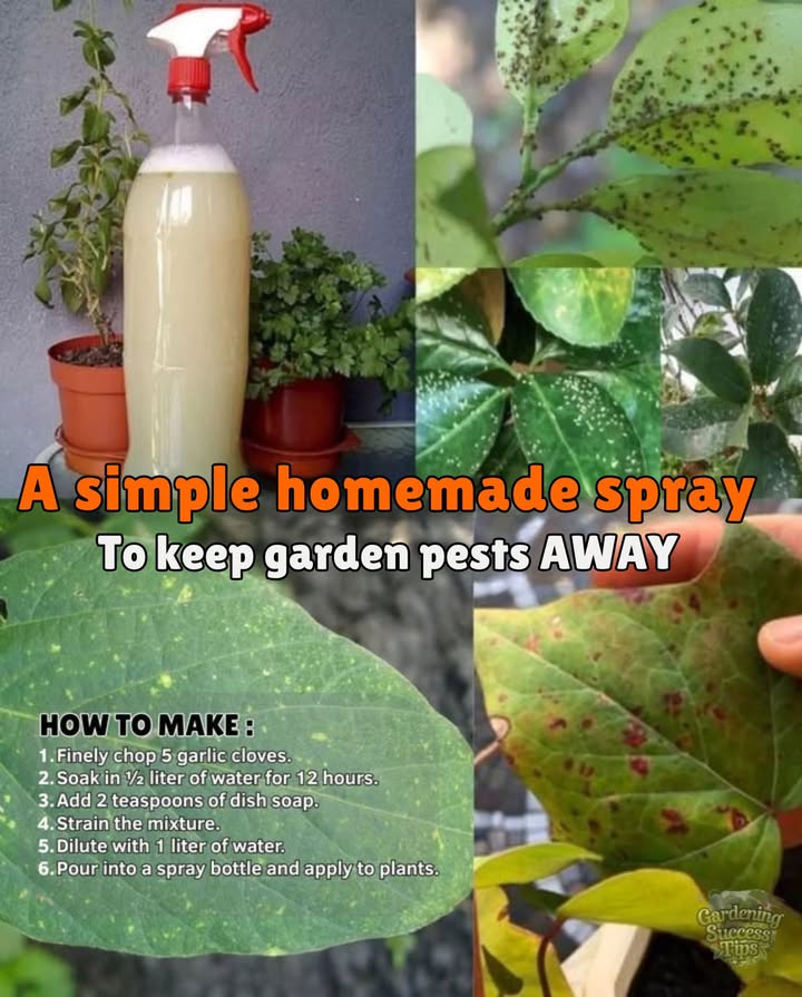 3 Simple Homemade Sprays to Keep Garden Pests Away
Protect your plants naturally with these easy, effective recipes:

 1. Garlic Spray
 Finely chop 5 cloves of garlic and soak in  liter of water for 12 hours.
 Add 2 teaspoons of dish soap.
 Strain and dilute with 1 more liter of water.
 Spray generously on plant leaves.

 2. Citrus Infusion
 Grate the peel of one lemon or orange into  liter of boiling water.
 Let sit for 24 hours, then strain.
 Spray directly on leaves to repel insects.

 3. Vegetable Oil Insecticide
 Mix 1 cup vegetable oil   cup dish soap.
 Dilute 1 teaspoon of this mix in 1 liter of water.
 Spray as a natural insect repellent.

These methods are eco-friendly, safe for beneficial insects, and avoid harsh chemicals in your garden. Happy growing!