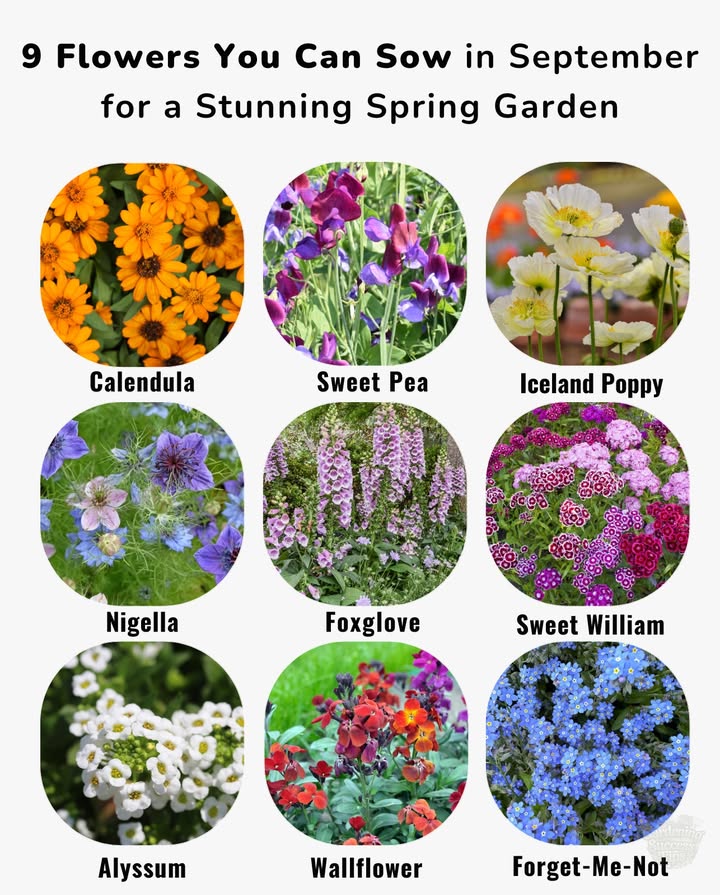 Plant these now, and your spring garden will thank you later!