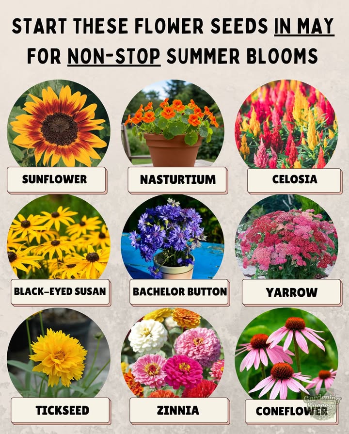 Easy May Flower Seeds for a Garden Full of Color 

Perfect for sowing in May across:
 US Zones 310
 UK  after last frost, from late April to early June
 Australia  temperate & subtropical areas May = autumn sowing

– Sunflower  direct sow, full sun
– Celosia  sow in warm soil or start indoors
– Bachelor Button  best for cooler spring temps
– Coneflower Echinacea  direct sow or transplant
– Zinnia  direct sow once soil is warm
– Tickseed Coreopsis  easy to scatter, drought-tolerant
– Yarrow  hardy, thrives in poor soil
– Black-eyed Susan  direct sow, loves the heat
– Nasturtium  edible and beautiful, loves poor soil

 Direct sow after frost ends.
 Works in US, UK & Australia  adjust timing for your climate.