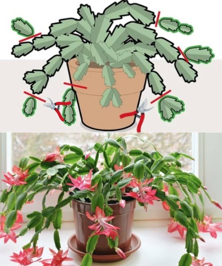 How to Prune Your Christmas Cactus for Lush Blooms 
Timing: Prune after flowering, during the growth phase, until late spring.
Technique: Remove up to one-third of the plant, cutting off the stem tips for fuller growth.
Propagation: Take Y-shaped cuttings, 3-4 segments long, from the parent cactus.
Preparation: Toast or cut the stems at the joints; let the cuttings heal for up to four days.
Planting: Use a soil mixture of moist peat and sand; add pumice for drainage.
Follow these tips for beautiful blooms year after year. Happy gardening!