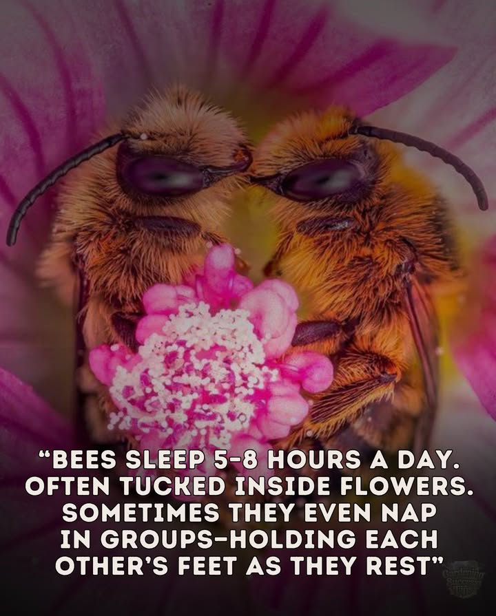 Bees may look like tireless workers, but research shows they actually sleep 58 hours a dayoften curled up inside flowers! These cozy blossoms serve as both food and shelter, giving bees a safe spot to recharge after long hours of foraging.

 Sometimes, bees even nap in groupsholding each others feet as they sleep. This adorable behavior keeps them warm, safe, and connected.

 Sleep isnt just cuteits essential. Well-rested bees are better at:
 Finding flowers 
 Remembering routes 吝
 Communicating with their hive through the famous waggle dance 

Without proper rest, their efficiency drops and pollination suffers. So, next time you spot a bee nestled in a blossom, it may not be workingits recharging to keep our ecosystems and food supply thriving.