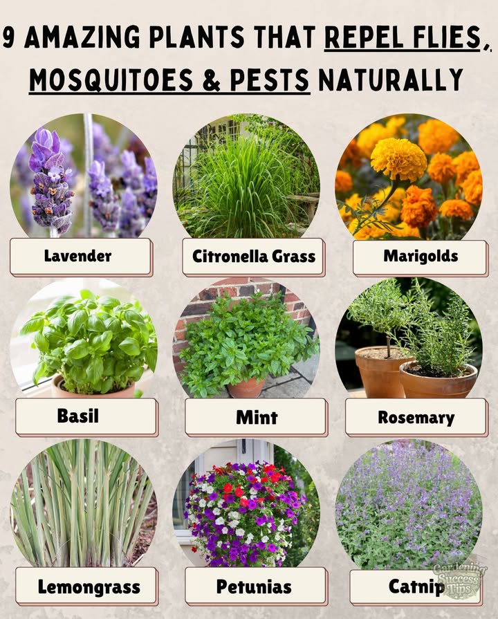 烈 PLANTS THAT REPEL FLIES, MOSQUITOES & PESTS   
These garden favorites not only beautify your space but also fend off pests with their natural scents:  

1. Lavender  Calms and repels bugs  
2. Citronella Grass  Classic mosquito deterrent  
3. Marigolds  Targets aphids and mosquitoes  
4. Basil  Deters flies and mosquitoes  
5. Mint  Fresh scent that bugs dislike  
6. Rosemary  Woody oils keep insects away  
7. Lemongrass  Rich in citronellal, repels mosquitoes  
8. Petunias  Naturally repels aphids and beetles  
9. Catnip  Powerful mosquito repellent  

 Plant these in containers or borders for a fragrant, pest-free garden!