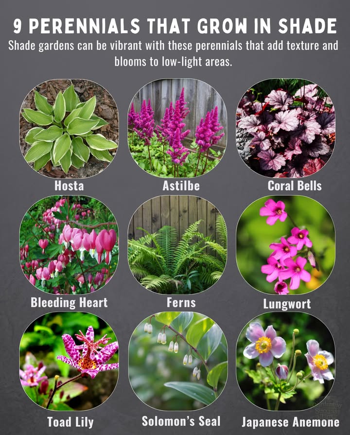 9 Perennials That Thrive in Shade 
Shade gardens dont have to be dullthese perennials bring foliage texture  and blooms  to low-light spaces.

1. Hosta: Bold foliage in greens and blues. Zones 39
2. Astilbe: Feather-like plumes in pink, red, white; loves moist soil. Zones 39
3. Heuchera / Coral Bells: Colorful leaves in burgundy and lime. Zones 49
4. Bleeding Heart: Heart-shaped pink and white flowers in spring. Zones 39
5. Ferns: Lush fronds perfect for woodland gardens. Zones 39
6. Lungwort: Spotted leaves  blue, pink, or purple flowers. Zones 38
7. Toad Lily: Orchid-like blooms from late summer to fall. Zones 49
8. Solomons Seal: Graceful stems with dangling white bells. Zones 39
9. Japanese Anemone: Late-season pink or white flowers brighten dark corners. Zones 48