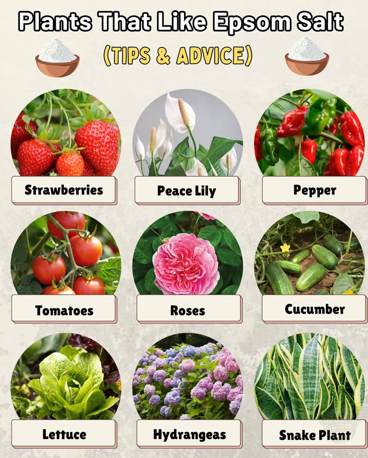 華 plants That Love Epsom Salt
Give your plants a gentle boost with this natural tonic!

 Best plants to Use It On:
1. Strawberries
Boosts sweetness, berry size & overall health.
 Use 1 tbsp per gallon monthly at the base.

2. Peace Lily
Promotes lush, deep green leaves and healthy blooms.
 Mix 1 tsp per quart and water monthly.

3. Pepper
Encourages stronger stems and bigger yields.
 Use 1 tbsp in a gallon of water monthly.

4. Tomatoes
Prevents blossom-end rot and boosts fruiting.
 Apply 1 tbsp per foot of plant height biweekly.

5. Roses
Deepens color and encourages more blooms.
 Sprinkle 1 tbsp around the base monthly.

6. Cucumber
Supports flowering and fruit development.
 Use 1 tbsp per gallon as soil drench every 34 weeks.

7. Lettuce
Enhances leaf growth and magnesium absorption.
 Water with 1 tsp per liter every 23 weeks.

8. Hydrangeas
Improves bloom color intensity and foliage strength.
 Mix 1 tbsp per gallon monthly, water at the base.

9. Snake Plant
Strengthens root health and keeps leaves vibrant.
 Apply 1 tsp in 1 liter of water every 6 weeks.

10. Beans
Magnesium boosts nitrogen absorption and pod growth.
 Use foliar spray monthly 1 tbsp per gallon of water.
