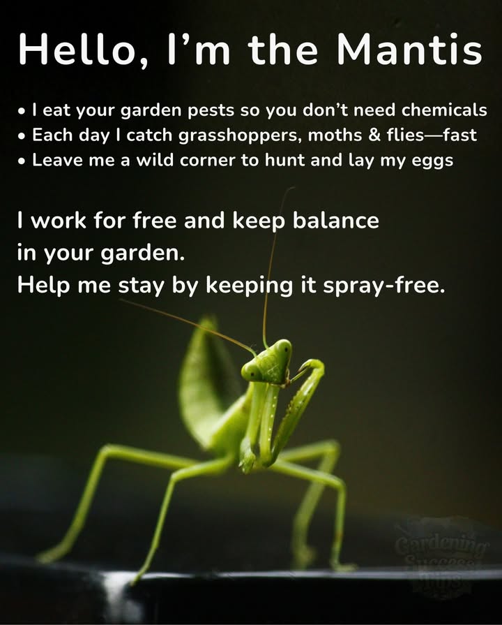 Praying mantises are natures pest control. 聯  
One mantis can eat 16 grasshoppers, 12 flies, and 8 moths a day.  
They thrive only in pesticide-free gardens,  
keeping ecosystems balanced naturally.  
Skip the sprays  your best workers are already on duty.