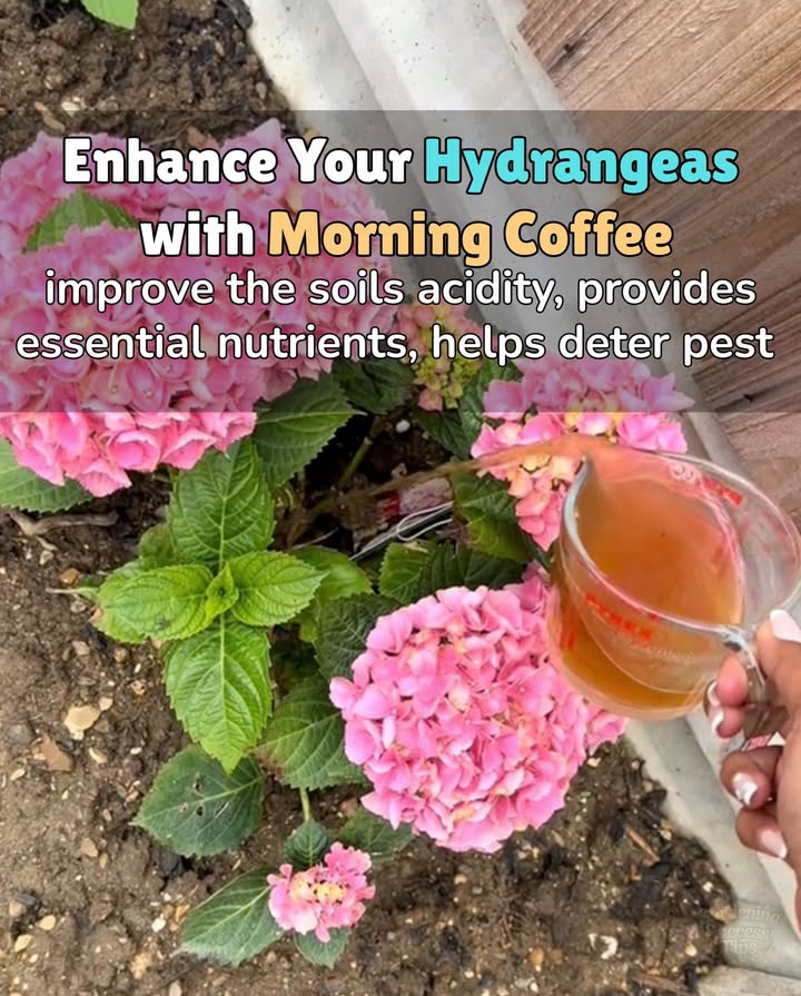 Coffee Fertilizer Recipe for Hydrangeas
Ingredients:
 1 cup of used coffee grounds cooled and dry
 1 tablespoon of Epsom salt optional, for extra magnesium
 4 cups of compost or aged leaf mulch
 Water as needed for moisture

Instructions:
1. Mix coffee grounds, Epsom salt, and compost thoroughly in a bucket.
2. Lightly moisten the mix  it should be crumbly, not soggy.
3. Spread around the base of your hydrangea not touching the stem.
4. Gently rake it into the topsoil.
5. Water well after applying.

 Why It Works:
 Coffee grounds add nitrogen and gently acidify the soil ideal for blue blooms.
 Compost improves structure and microbial life.
 Epsom salt boosts flowering and leaf health optional but helpful.