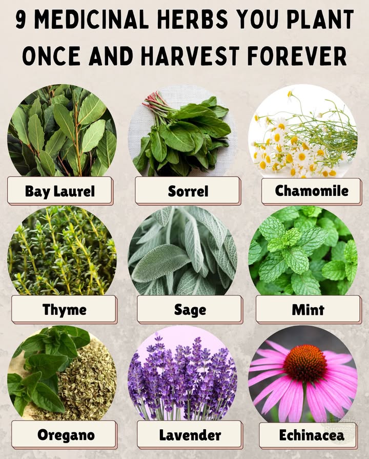 9 Medicinal Herbs You Plant Once and Harvest Forever
Perennial Healing Power:
  Bay Laurel: Supports digestion, antimicrobial leaves
 Sorrel: Rich in vitamin C, tangy leaves for teas and soups
 Chamomile: Soothes stress, promotes sleep
 Thyme: Antibacterial, helps respiratory health
 Sage: Eases sore throats, aids digestion
 Mint: Relieves nausea, freshens breath
 Oregano: Natural antimicrobial powerhouse
 Lavender: Calms anxiety, eases headaches
 Echinacea: Boosts immunity, supports cold recovery

 Tip: These perennials thrive for yearsplant once, harvest fresh remedies every season.