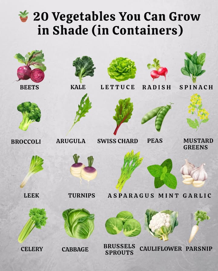 Grow Veggies in the ShadeNo Sun, No Problem
These 20 crops thrive in pots with minimal light:
 Beets, Kale, Lettuce, Radishes, Spinach
 Broccoli, Arugula, Swiss Chard, Peas, Mustard
 Leeks, Turnips, Asparagus, Mint, Garlic
 Celery, Cabbage, Brussels Sprouts, Cauliflower, Parsnips

Great for patios, balconies, or tucked-away corners 
Fresh harvestsno full sun required.

#ShadeGarden  #ContainerVeggies