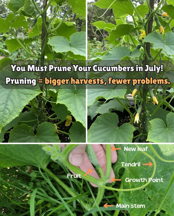 Prune Your Cucumbers This July for a Bigger Harvest! 
 Remove growth point, yellow leaves, base suckers & crowded shoots
 Boost airflow, reduce disease, & grow more fruit
 Morning = best time to prune 

Smarter pruning = stronger plants  juicier cucumbers!