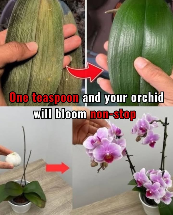 One teaspoon and your orchid will bloom non-stop  Awesome natural trick 
1. Magical preparation: Mix 1 teaspoon of garlic powder with 2 cups of warm water. Stir until dissolved.
2. Essential rest: Let it steep for a few hours or overnight.
3. Targeted application: Water only the roots and base of the orchid. Avoid leaves and flowers.
4. Ideal frequency: Repeat every 4 to 6 weeks for long-lasting results.
5. Regular maintenance: Soft light, controlled humidity, and a stable temperature are essential.
 Result: More flowers, no mold, zero disease  your orchids have never looked so beautiful.