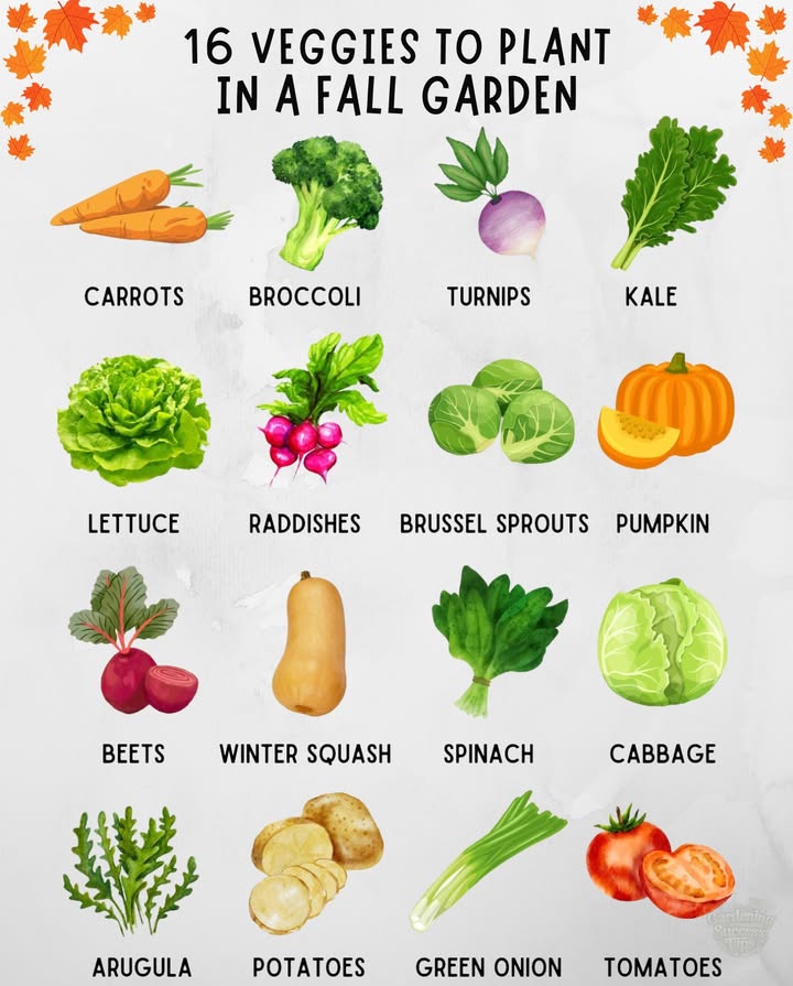 Fall Garden Favorites: Extend Your Harvest
Cool-season crops thrive as temperatures drop, making fall the perfect time to grow nutrient-packed vegetables. Many of these taste even sweeter after a light frost!
 Sow quick growers like radishes and lettuce every 23 weeks for continuous harvests.
 Root crops carrots, beets, turnips store well and improve in flavor with cooler nights.
 Brassicas broccoli, cabbage, kale, Brussels sprouts love falls steady weather and resist bolting.
 Greens spinach, arugula, kale are packed with vitamins and bounce back quickly from cuttings.
 Winter squash and pumpkins planted early provide hearty storage crops for the colder months.

 Tip: Use row covers to protect young seedlings from sudden cold snaps and extend your harvest season.