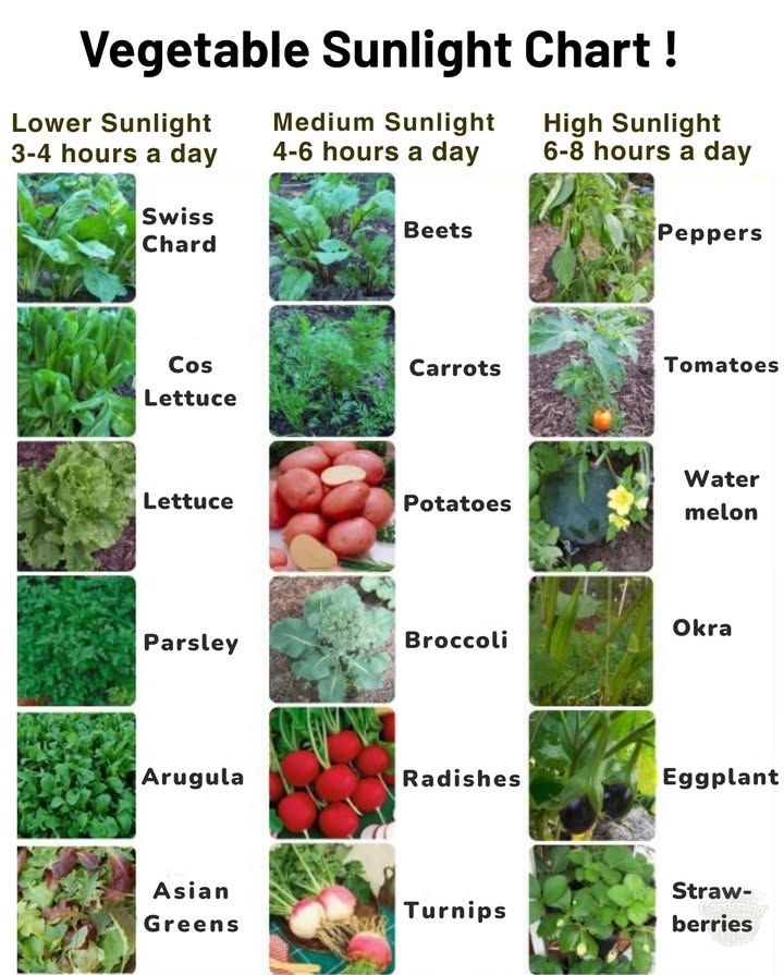 Vegetable Sunlight Guide 
Not all veggies need full sun! Heres how much sunlight your crops need to thrive:

Lower Sunlight 34 hrs/day:
 Swiss Chard Zones 39
 Cos Lettuce Zones 49
 Lettuce Zones 49
 Parsley Zones 49
 Arugula Zones 39
 Asian Greens Zones 39

Medium Sunlight 46 hrs/day:
 Beets Zones 49
 Carrots Zones 39
 Potatoes Zones 39
 Broccoli Zones 59
 Radishes Zones 310
 Turnips Zones 39

High Sunlight 68 hrs/day:
 Peppers Zones 911 annual / 38 as annuals
 Tomatoes Zones 59 annual / warm climates longer
 Watermelon Zones 39
 Okra Zones 511
 Eggplant Zones 512
 Strawberries Zones 310
