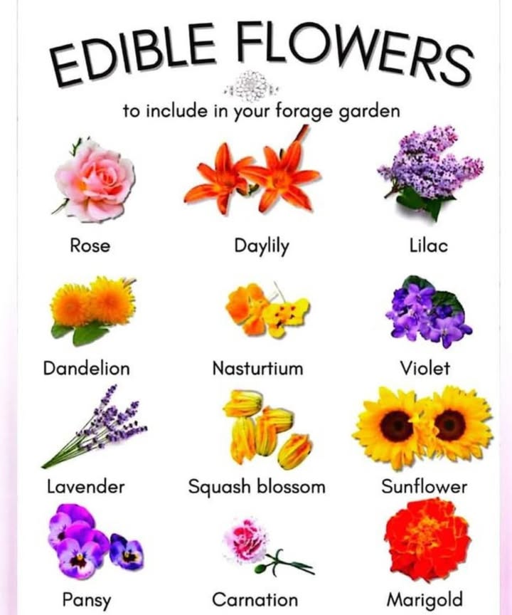 Edible Flowers to Grow in Your Forage Garden 
 Classic & Fragrant:
Rose  Petals are perfect for jams, syrups, and desserts.

Lavender  Lovely in teas, baked goods, and savory dishes.

Carnation  Spicy-sweet petals, ideal for decorating cakes.

 Bright & Bold:
Marigold  Slightly citrusy, great in rice or salads.

Sunflower  Young petals and buds are edible; seeds too!

Dandelion  Use the entire plant: petals, greens, and roots.

 Fresh & Peppery:
Nasturtium  Spicy, peppery flavor; edible flowers and leaves.

Daylily  Mildly sweet and crunchy; great in stir-fries.

 Sweet & Delicate:
Lilac  Subtle floral flavor, beautiful in syrups.

Violet  Great for candies, jellies, or herbal infusions.

Pansy  Mild flavor, perfect for garnishes and salads.

 Bonus:
Squash Blossom  A culinary favorite! Stuff and fry or toss into soups.

 Bloom, Harvest, Eat!
Growing edible flowers turns your garden into a living pantry! Just be sure to use pesticide-free blooms.
