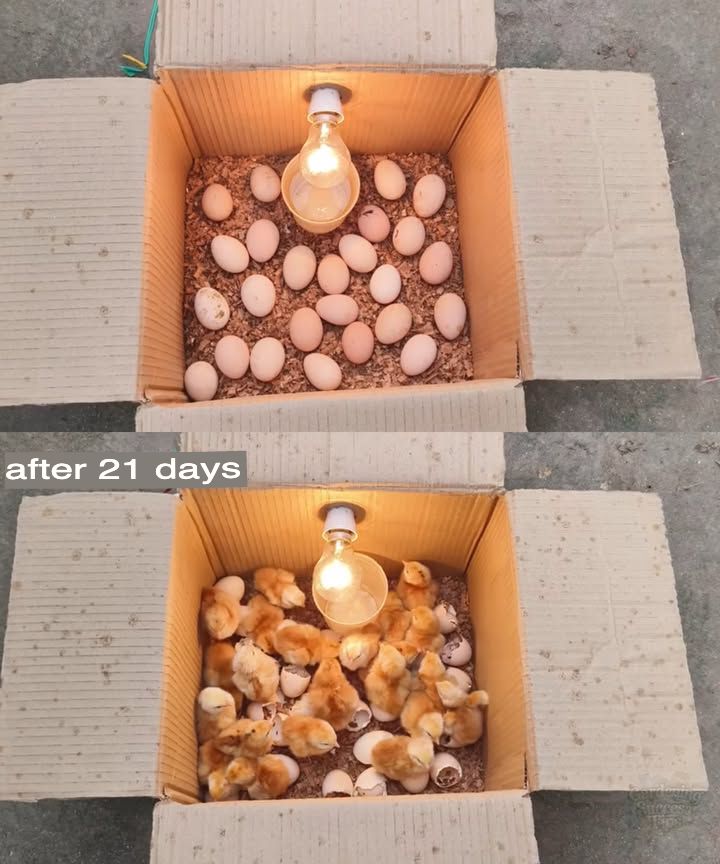 Discover how to create a simple home incubator for chicken eggs! 
 Necessary materials:  
 A sturdy cardboard box  
 A light bulb with socket and electrical cord  
 A thermometer and hygrometer  
 Sawdust or shredded paper for bedding  
 A water container for humidity  
 Fertilized eggs  
Manufacturing steps:  
1. Prepare the box  
Take a cardboard box large enough to hold the eggs. Add a layer of sawdust or paper for good thermal retention.  
2. Install the heat source  
Attach an incandescent bulb to the center of the lid or on one side of the box. It will help maintain a constant temperature.  
3. Monitor temperature and humidity  
Place a thermometer and hygrometer inside. The ideal temperature is about 99.5F, and humidity should be between 50 and 60%. Add a water container to maintain humidity.  
4. Place the eggs  
Put the fertilized eggs in the box, spaced apart for good air circulation.  
5. Turn the eggs regularly  
Gently turn the eggs 2 to 3 times a day to prevent the embryo from sticking to the shell.  
6. Monitor and adjust  
Check the temperature and humidity daily. Adjust the height of the bulb if necessary.  
7. Hatching after 21 days  
Around day 18, stop turning the eggs and slightly increase humidity 65-70% to facilitate hatching. After 21 days, the chicks should start to hatch!  
This simple method allows you to incubate eggs economically at home!