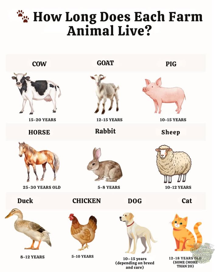 Lifespan of Farm Animals   
Knowing the life expectancy of animals allows for better management, ensures their well-being, and optimizes their productivity.