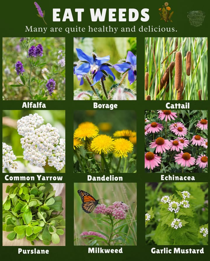 Eat These Wild Weeds  Theyre Delicious & Nutritious! 

Many common weeds are edible and packed with health benefits:  
 Alfalfa  Fresh in salads or tea  
 Borage  Flowers in salads; leaves for tea  
 Cattail  Young shoots for soups; pollen for pancakes  
 Common Yarrow  Raw, cooked, or in brews  
 Dandelion  Vitamin-rich leaves, raw or sautéed  
 Echinacea  Leaves & petals for teas  
 Garlic Mustard  Spicy roots & greens for salads  
 Milkweed  Fry flowers or stew young pods  
 Purslane  Citrusy, rich in omega-3s  
 Wild Bee Balm  Fragrant leaves & blooms for salad or tea  

 Natures pantry is everywhereharvest wisely!