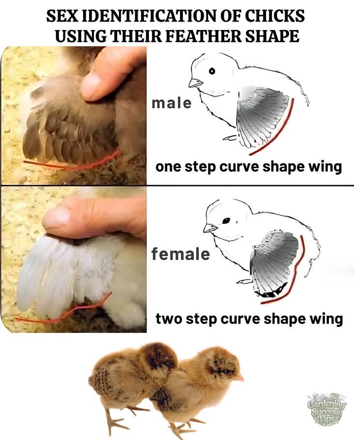 Chick Sexing by Feather Shape
A practical, non-invasive method for early identification:

 Female chicks: Primary feathers grow faster than covert feathers
 Male chicks: Primary and covert feathers grow at similar lengths
 Works best on certain fast-feathering breeds
 Observe feather curvefemales show a two-step shape, males a single curve
 Ideal during the first few days after hatching
 Useful for small-scale backyard flocks and breeders alike