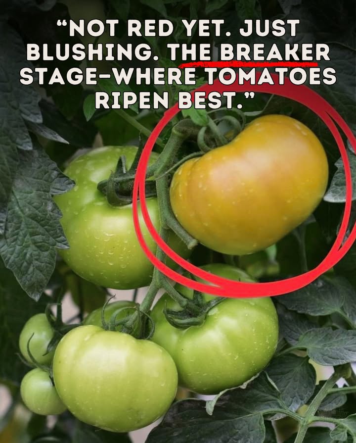 The secret is the breaker stagewhen fruits just start to blush. At this point, the tomato already has everything it needs to ripen off the vine.

 Why it matters:
 Saves your plants energy for more fruit 
 Reduces pest and disease damage 
 Ripens perfectly indoors in a warm, dry spot 

A simple trick for a bigger, healthier harvest! 

#TomatoTips #GardeningHacks