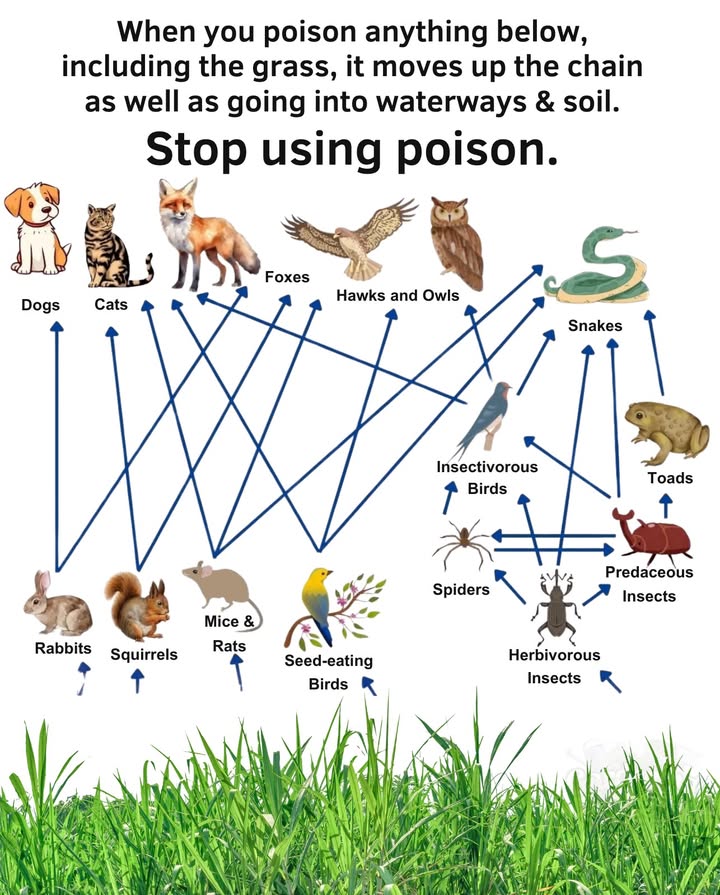 When chemicals touch soil, grass, or insects, they dont disappear.
They climb the food chain:
 From soil  worms & insects
 From insects  birds, toads, and small mammals
 From small mammals  snakes, owls, hawks, foxes, pets

One spray can ripple through an entire backyard ecosystem.

 Pets suffer. Wildlife suffers. Soil & waterways suffer.

 Choose nature-safe alternatives:
 Hand-pull weeds or mulch deeply
 Encourage predators like owls, toads, and ladybugs
 Use boiling water or vinegar for cracks and paths
 Compost and build healthy soil  nature balances itself

Healthy yards dont need poison.
They need life. 曆力