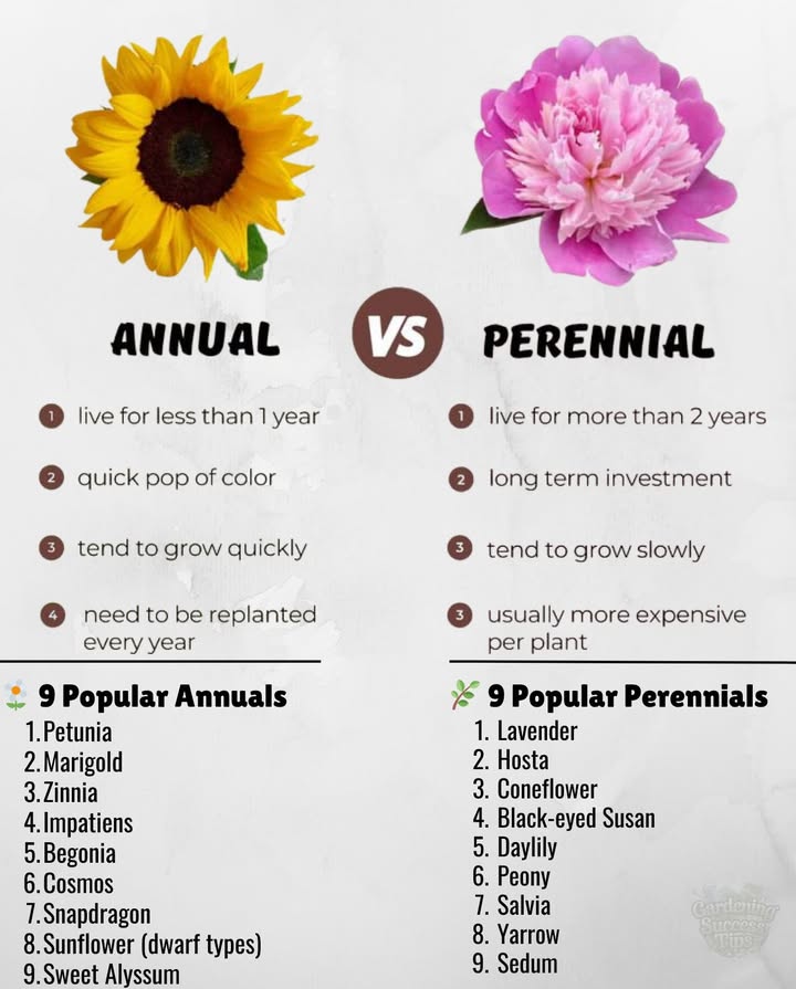 Annuals offer vibrant, fast colorperfect for filling gaps and refreshing containers each season.
 Perennials return year after year, gradually creating structure, depth, and long-lasting beauty.