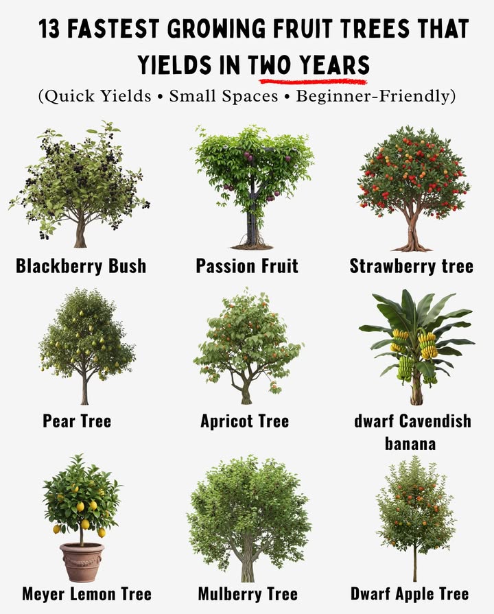 Fastest Growing Fruit Trees for a Thriving Orchard
Want fruit sooner than later, These trees and bushes grow fast and deliver quick harvests! 

 Blackberry Bush  Harvest in 12 years Zones 58
 Passion Fruit  Ready in 18 months Zones 9b11
 Strawberries  Fruit in 4 months! Zones 510
 Dwarf Cavendish Banana  Pick bananas in under 2 years Zones 411
 Pear Tree  Sweet fruit in 2 years Zones 38
 Blueberry Bush  Berries in 2 years Zones 411
 Apricot Tree  First harvest in 24 years Zones 49
 Peach Tree  Juicy peaches in 2 years Zones 59
 Dwarf Apple Tree  Compact  productive in 23 years
 Fig Tree  Fast-growing & fruitful in 23 years Zones 511
 Meyer Lemon  Indoor/outdoor, starts in a few years
 Raspberry Bush  Fruit in 2 years pH 67 soil
 Mulberry Tree  Berries in just a couple of years 

 Tip: Full sun  well-drained soil = faster, healthier growth!