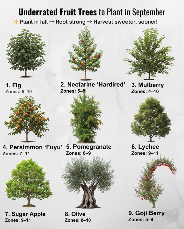 Underrated Fruit Trees to Plant in September! 
Fall planting helps roots grow strong for a sweeter harvest. Here are some great options:

 Fig Little Miss Figgy – 46 ft, USDA Zones 510  
 Nectarine Hardired – 1012 ft, Zones 58  
 Mulberry Everbearing – 15 ft, Zones 410  
 Persimmon Fuyu – 1215 ft, Zones 711  
 Kumquat Fukushu – 1015 ft, Zones 411  
 Lychee Mauritius – 20 ft, Zones 911  
 Pomegranate Cold Hardy – 810 ft, Zones 69  
 Goji Berry – 810 ft, Zones 59  
 Olive – 1530 ft, Zones 810  
 Sugar Apple – 1020 ft, Zones 911  
 Loquat – 1520 ft, Zones 411  

 Choose full sun or partial shade. Prepare soil by mixing native soil with compost. Water generously and mulch for best results!  

#FruitTrees #Gardening #SeptemberPlanting