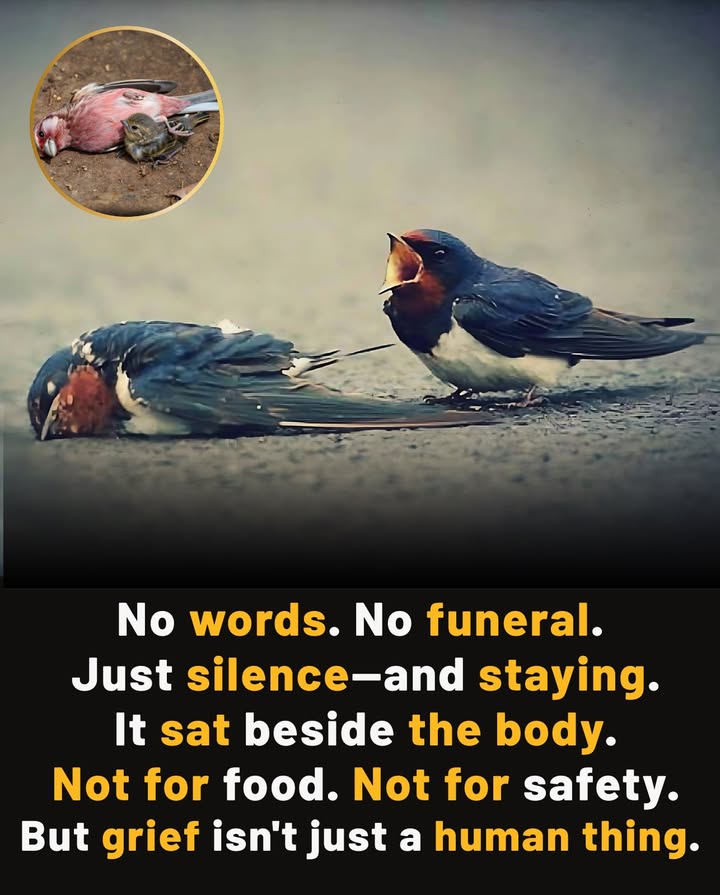 Grief in the Wild: A Quiet Presence
 Birds linger beside fallen companions without feeding or singing
 Elephants return to bones, touching them in silence
 Crows gather and hold still above their dead
 Even small creatures pause when one of their own is gone
 No language. No rituals we recognize. Just presence.

 Nature mourns in stillnesswithout words, but not without feeling.
#AnimalGrief  #WildEmotion