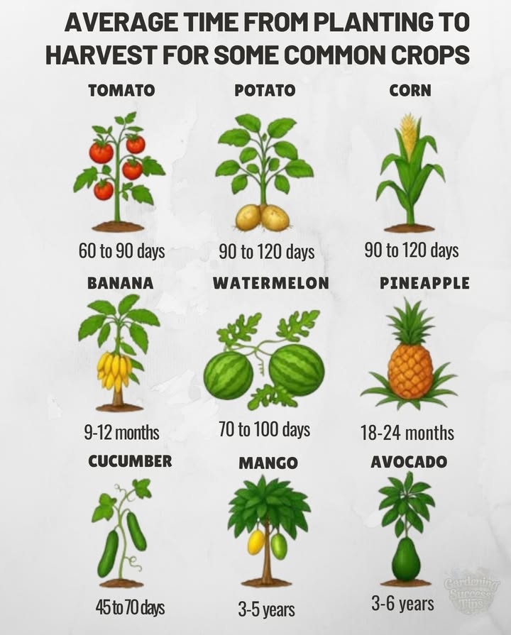How Long Until You Harvest
Fast-Growing Crops Ready in Weeks!
 Tomato
 6090 days
Great for beginner gardenersjuicy and versatile!
勒 Cucumber
 4570 days
Fast-growing and perfect for fresh salads.
凜 Potato
 90120 days
Underground growers that surprise you at harvest!
 Corn
 90120 days
Sweet and satisfying, a summer staple.
 Watermelon
 70100 days
Perfect for warm seasons and backyard gardens.
 Mid-Term Harvest Crops
 Banana
 912 months
Tropical goodness worth the wait!
 Pineapple
 1824 months
Sweet, spiky, and needs patiencebut oh so rewarding.
 Long-Term Investment Fruits
省 Mango
 35 years
A tropical treasure with a long payoff but juicy rewards.
陋 Avocado
 36 years
depends on variety & grafting
Avocado toast takes time to growbut its worth every bite!
 Plant Today, Harvest Tomorrow WellAlmost!
Gardening teaches us patience, and these timelines are here to help you plan ahead. Whether youre after a quick harvest or ready to commit to long-term fruit trees, every seed planted is a step toward self-sufficiency.