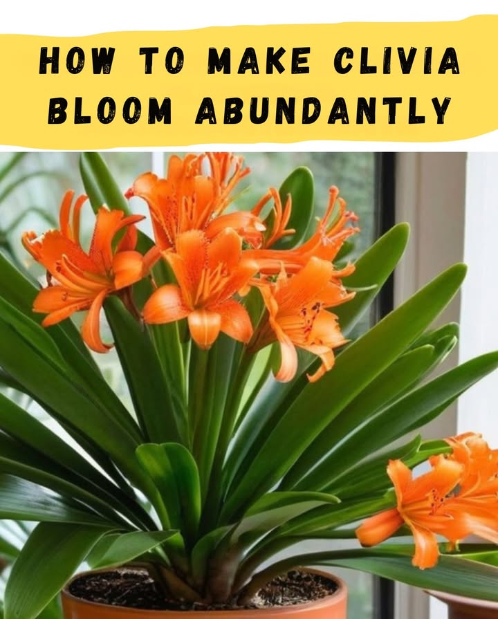 How to Get Clivia to Bloom Abundantly
1. Ideal Location
 Light: Clivia needs abundant light, but not direct sun exposure to avoid burning its leaves. Place it in a well-lit spot near a window, preferably one facing north, but avoid direct sunlight.
 Temperature: It can withstand temperatures down to -7C, although the leaves may drop and regrow in spring. During the winter, its best to keep it indoors and away from heat sources, such as radiators.
 Humidity: Although it tolerates dry air, a light mist of water daily on the leaves helps keep it cool.
2. Pot Type and Substrate
 Pot: Clivia blooms best in small pots, where the roots are tightly packed. This helps the plant focus on producing flowers instead of growing downward.
 Substrate: The ideal mix is 50% common soil, 30% compost, and 20% sand.  This substrate ensures good drainage and nutrient retention.
3. Watering and Fertilizing
 Watering in Winter: During this season, clivia needs less water; watering every 2-3 weeks is sufficient.
 Watering in Spring and Summer: Increase the frequency to once a week, but make sure the pot has good drainage to avoid waterlogging.
 Fertilizing: Use a liquid fertilizer with micronutrients every 15 days in spring and summer, which will promote abundant flowering.
4. Care to Avoid Diseases
 Brown Leaves: If the plant has brown spots or burns, it has probably been exposed to too much sunlight. Change its location to an area with indirect light.
 Sticky Spots: This can be caused by aphids; apply an organic insecticide to control them.
 Wrinkled Leaves: Indicates a lack of water or a very dry environment. Water more often, but avoid overwatering.
 Weak Shoots: This can be a sign of too much heat;  Move the clivia to a cooler location.
 Lack of growth or pale leaves: It may need a little fertilizer to stimulate its development.
 Stem rot: This is usually due to excess water and humidity; suspend watering for at least three weeks and adjust future watering.
With this care, your clivia will not only be healthy, but will also provide you with its beautiful, vibrant flowers every year.