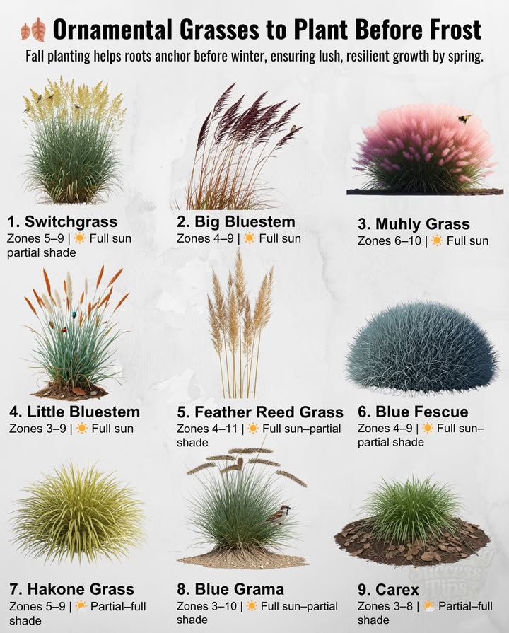 Add graceful motion, texture, and four-season beauty  these hardy perennials feed birds, shelter pollinators, and shine even under snow.