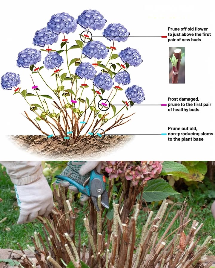 When & How to Prune Hydrangeas for Big, Beautiful Blooms! 

 When to Prune:
 Bigleaf macrophylla  prune after blooming late summer
 Panicle paniculata  prune in late winter or early spring blooms on new wood
 Oakleaf quercifolia  prune after flowering in summer blooms on old wood
 Smooth arborescens  prune in late winter or early spring blooms on new wood

 How to Prune:
1. Remove dead or damaged stems
2. Thin older branches for airflow
3. Cut back healthy stems by  for stronger growth

 Give each type the right trim, and theyll reward you with a burst of flowers!