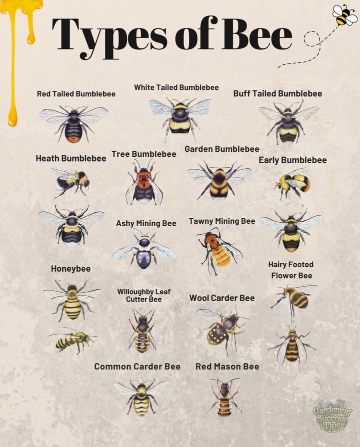 Not all bees are the same!
From the fluffy Garden Bumblebee to the hardworking Red Mason Bee, each type plays a role in keeping your garden buzzing.
 Some pollinate early crops, some prefer wildflowers, and others live underground or in cozy cavities.

Next time you spot a bee, look closeryou might just meet a rare garden guest!