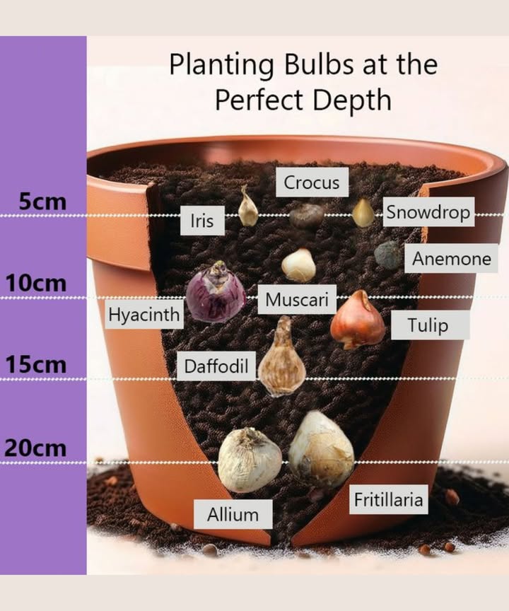 Planting Bulbs at the Perfect Depth 

Getting your planting depth right is the secret to strong roots and beautiful blooms. Heres how deep to plant your favorite spring bulbs for the best results!

 Shallow 5 cm deep

Crocus  Bright early-spring color

Snowdrop  Delicate white blooms

Iris  Graceful and elegant

 Medium 10 cm deep

Hyacinth  Fragrant and vibrant

Muscari Grape Hyacinth  Small but striking

Tulip  The classic garden favorite

 Deep 1520 cm deep

Daffodil  Cheerful yellow blossoms

Allium  Bold and architectural

Fritillaria  Unique and dramatic

 Pro Tip:
Plant bulbs in layers  deepest bulbs at the bottom, smaller ones above  for continuous blooms through spring!

 Perfect depth = perfect garden.