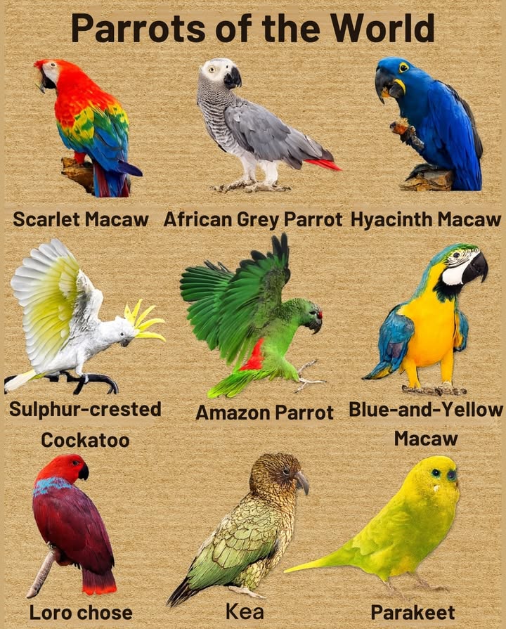 列 The Parrots of the World 列
Colorful, intelligent, and full of personality, parrots show us the incredible diversity of nature. 

 In the image, you can see such unique species as:
 Scarlet Macaw
 African Grey Parrot
 Hyacinth Macaw
 Sulphur-crested Cockatoo
 Amazon Parrot
 Blue-and-yellow Macaw
 Eclectus Parrot
 Kea
 Parakeet
