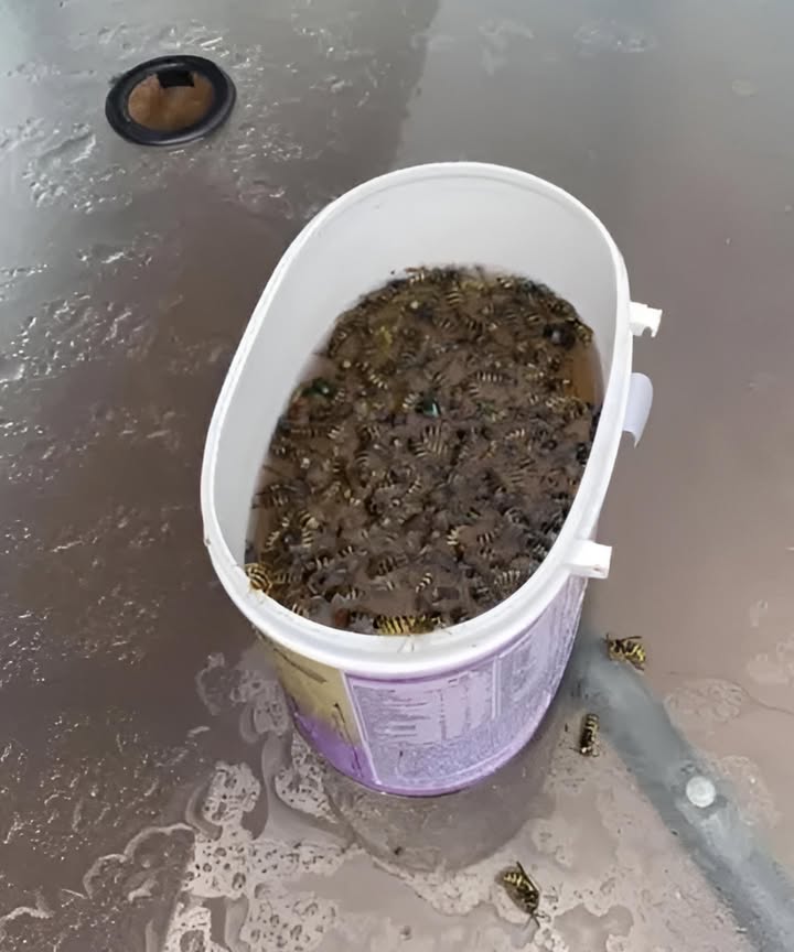 If anyone is looking for a fix for Wasps that actually works…THIS IS IT!
2 cups Apple Cider Vinegar
2 cups Water
2 cups Sugar
10-12 drops of Dish Soap
Mix with a whisk, put outside and BAM!
This morning, there was only 10 or so in it and by tonight…see picture! Amazing!