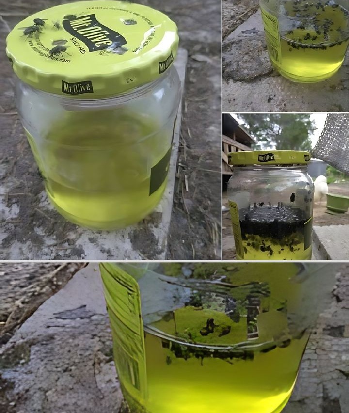 Sweet pickle fly trap!
1. Buy a jar of sweet pickles.
2. Eat the pickles and save the juice.
3. Make four holes in the lid using a Phillips head screwdriver and a hammer. The holes should be big enough for flies to enter.
4. Place the jar where you want to catch flies and wait two days for results.

Tip: Dill pickles wont work; it must be sweet pickles to attract the flies. You can use a mix of apple cider vinegar, water, and sugar, but the sweet pickle brine is easier and a great way to repurpose it during BBQ season.