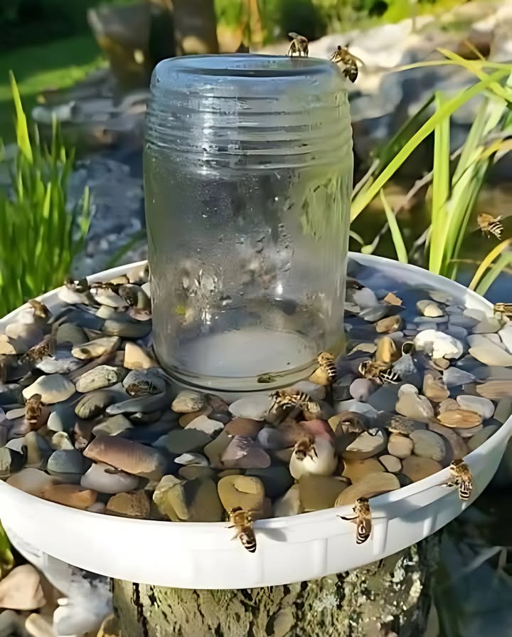 How to Truly Help Bees: Beekeepers Advice

 Skip the fruit!
It can develop harmful bacteria and threaten the entire hive.

 Instead, set up a bee-friendly watering station:
 Use a shallow dish of fresh water.
 Add small rocks or sticks so bees can land safely.
 For extra benefit, sprinkle in a pinch of pink Himalayan salt  it provides essential minerals bees need to regulate hive temperature about 90F, crucial for honey and raising young.