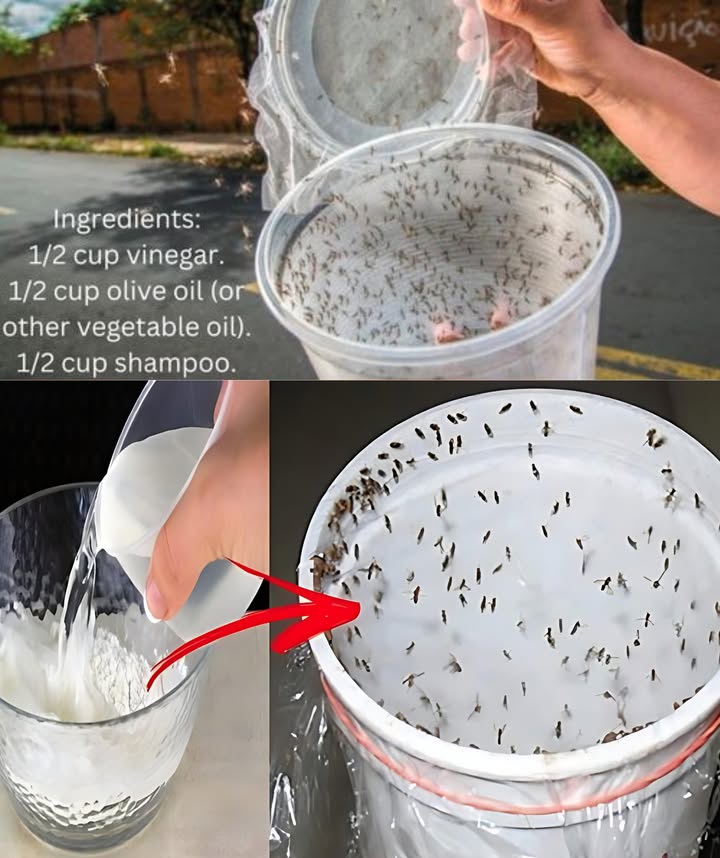 Just put it in the kitchen, and all flies, mosquitoes, and bugs will go away.  
Ingredients:
1/2 cup vinegar.
1/2 cup olive oil or other vegetable oil.
1/2 cup shampoo.
Instructions:
1. In a mixing bowl, combine 1/2 cup of vinegar with 1/2 cup of olive oil.
2. Add 1/2 cup of shampoo to the mixture.
3. Stir the ingredients together until well combined.
4. Transfer the mixture to a spray bottle for easy application.
Usage:
1. Shake the spray bottle well before each use.
2. Spray the repellent in areas where insects are present, such as the kitchen or outdoor seating areas.
3. Reapply the repellent as needed, especially after cleaning or if it rains.