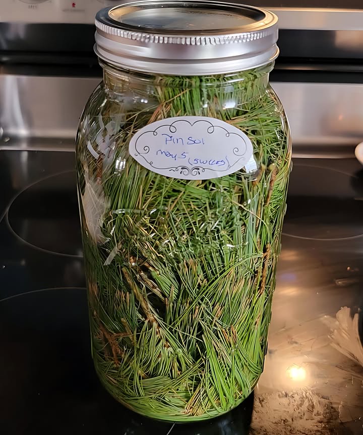 I foraged in my yard today. I gathered a bunch of pine boughs. Im making homemade Pinesol.
1. Gather a bunch of pine boughs.
2. Stuff the greens into a Mason jar.
3. Fill the jar with white vinegar.
4. Let it steep for several weeks.
5. Strain the mixture.
Thats it. Just thought I would share another use and hopefully it helps someone out.