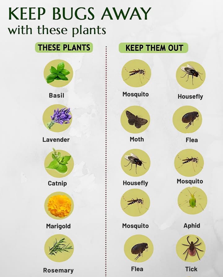 Natural defense against insects in the garden