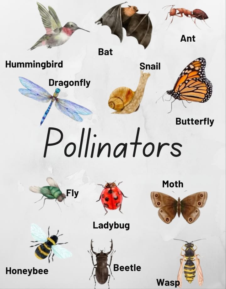 Natures Little Heroes: 12 Amazing Pollinators! 曆

 Meet the Pollinators:
 Hummingbird  Key pollinators in the Americas, attracted to bright flowers.
 Bat  Important for night-blooming flowers like agave.
 Ant  Disperses pollen as it crawls over flowers.
 Dragonfly  Transports pollen when it rests on plants.
 Snail  Transfers pollen in humid ecosystems.
 Butterfly  Drinks nectar and collects pollen.
 More Garden Allies:
 Fly  Effective pollinators, especially in cooler climates.
 Ladybug  They brush against pollen as they feed.
 Moth  Pollinates pale flowers at night.
 Honeybee  Essential for 1 in 3 bites of our food.
 Beetle  Loves flowers with strong scents.
 Wasp  Pollinates specific plants like figs.

Why is it important?
Pollinators are crucial for food security and biodiversity! Every time a butterfly lands or a fly buzzes by, natures web grows stronger!