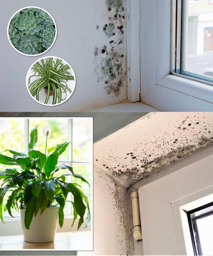 Tired of battling black mold in your bathroom and on walls? Nature has your back!  Discover 6 amazing indoor plants that naturally fight off mold, keeping your space fresh and clean. 
1- Ivy: Absorbs moisture and purifies the air.
2- Peace Lily: Requires little light, reduces bacteria and fungi growth.
3- Ferns: Thrive in low light, purify air, and absorb humidity.
4- Areca Palm: Uses moisture for growth, prevents bacteria and mold.
5- Snake Plant: Easy to care for, purifies air, and requires minimal maintenance.
6- Calathea: Excellent at absorbing humidity, ideal for closed and humid spaces like bathrooms.