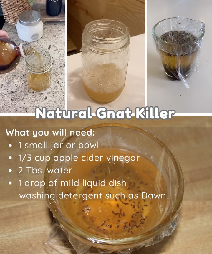 Natural Gnat Killer
This works great! I used the recipe in small condiment dishes near my kitchen sink and near both bathroom sinks. I added an extra in my living room on the fireplace hearth. We could not believe just how many gnats we attracted!
What you will need:
1 small jar or bowl
1/3 cup apple cider vinegar
2 Tbs. water
1 drop of mild liquid dish washing detergent such as Dawn.
Instructions:
1. Pour apple cider vinegar into the jar/bowl. 
2. Add water then add just one drop of mild liquid dish detergent. 
3. Set the mixture in the area where gnats are a problem. 
4. The gnats are naturally attracted to the vinegar and the drop of soap kills them.