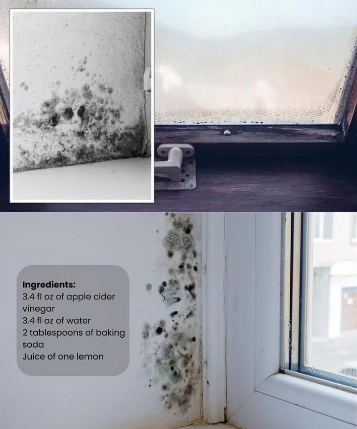 My Discovery of a Winning Method!  After months of struggle, I finally found the ultimate solution to conquer mold.
Ingredients:
3.4 fl oz of apple cider vinegar
3.4 fl oz of water
2 tablespoons of baking soda
Juice of one lemon
Instructions:
1. Mix all the ingredients in a container.
2. Transfer the solution into a spray bottle for easy application.
3. Spray the solution onto the areas affected by mold.
Additional Tips:
– Ensure proper ventilation in the room while youre working on mold removal.
– Wear gloves and a mask to protect yourself from inhaling mold spores during the cleaning process.