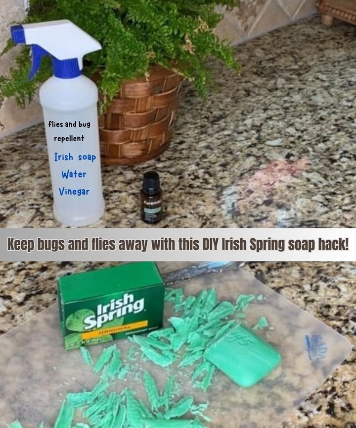 DIY Irish Spring flies and bug repellent to keep pests away! 識
Ingredients:
Irish Spring soap
Grater
Bowl
Water optional
Vinegar optional
To use it:
1. Grate the Irish Spring soap into a bowl.
2. Sprinkle the grated soap on your window sills to keep bugs out.
3. Add grated soap to your trash can to repel flies and minimize odor.
4. Sprinkle grated soap in your garden to protect your plants.
5. Mix grated soap with water and vinegar, if desired in a spray bottle for a bug-repellent spray.
6. Say goodbye to bugs with this simple and effective soap trick!