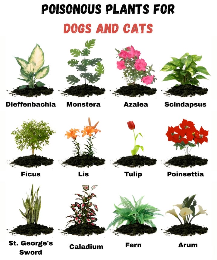 Toxic Plants for Dogs and Cats 
Some houseplants, while elegant and decorative, can be dangerous for our pets. Ingestion, contact, or even simple chewing can cause vomiting, irritation, digestive problems, or even serious poisoning.
 Examples of plants to avoid:
 Dieffenbachia  causes mouth burns and swelling.
 Monstera  irritation and digestive problems.
 Azalea  highly toxic, risk of heart problems.
 Scindapsus pothos  irritation and vomiting.
 Ficus  skin and digestive irritations.
 Lily  extremely dangerous for cats kidney failure.
 Tulip  severe digestive problems.
 Poinsettia Christmas Star  irritation and vomiting.
 St. Georges Sword  nausea and diarrhea.
 Caladium  mouth pain, excessive salivation.
 Fern  can cause digestive problems.
 Calla Lily  intense irritation of the mouth and throat.
 Practical tip: If you have pets, choose non-toxic plants like the areca palm, lavender, basil, or orchids.
 A green home, yes, but always safe for your four-legged friends.