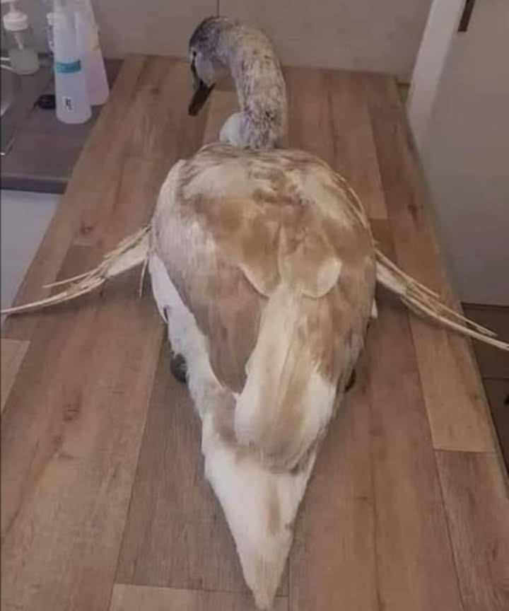 謹閭 Dont Feed Bread to Ducks and Geese 
Bread causes irreversible damage, such as angel wings, a deformity that prevents these birds from migrating or escaping predators.
 Better alternatives:
 Cracked corn 
 Peas 
 Mealworms 缾
 Romaine lettuce 塞
 Watermelon 
 Sliced grapes 
 Please protect them by providing them with a healthy and appropriate diet.