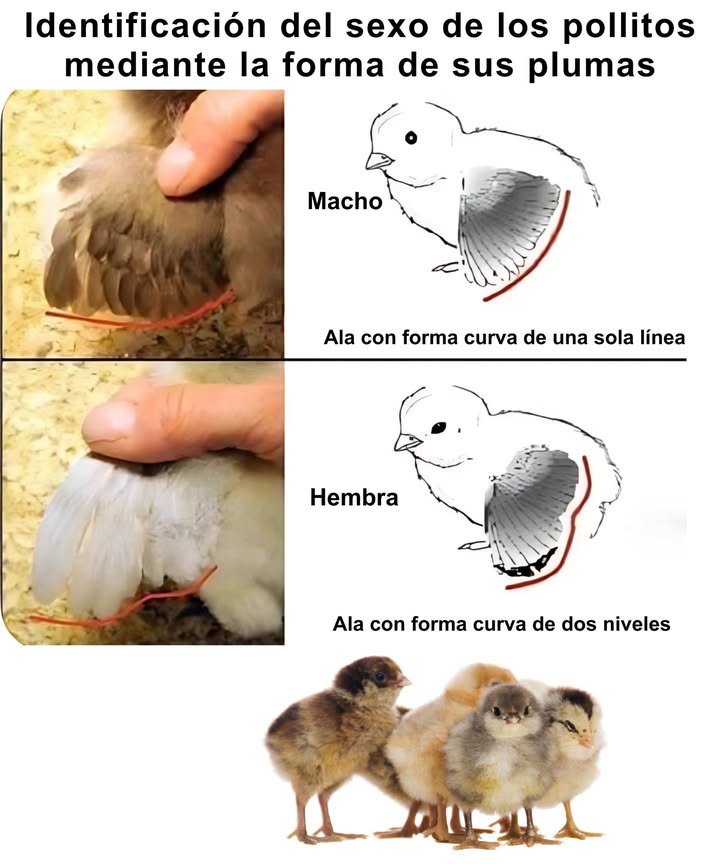Sexado de Pollitos por la Forma de las Plumas
Un método práctico y no invasivo para identificar el sexo temprano:

 Pollitas: Las plumas primarias crecen más rápido que las coberteras
 Pollitos: Las plumas primarias y coberteras crecen a la misma longitud
 Funciona mejor en razas de pluma rápida
 Observa la curvatura: las hembras muestran dos niveles, los machos una curva única
 Ideal durante los primeros días tras la eclosión
 Útil para criadores y corrales domésticos